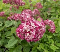 Hortensia (Hydrangea 'Ruby Annabelle') -DIRECTPLANT Winkel ruby annabelle 5