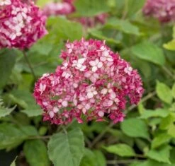 Hortensia (Hydrangea 'Ruby Annabelle') -DIRECTPLANT Winkel ruby annabelle 6