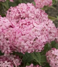 Hortensia (Hydrangea 'Ruby Annabelle') -DIRECTPLANT Winkel ruby annabelle 7