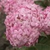 Hortensia (Hydrangea 'Ruby Annabelle') -DIRECTPLANT Winkel ruby annabelle 8