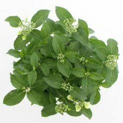 Hortensia (Hydrangea Hybr. 'Runaway Bride') -DIRECTPLANT Winkel runaway bride 2 cpc3a