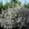 Wilg (Salix Helvetica) -DIRECTPLANT Winkel sahelvet 4 2 2