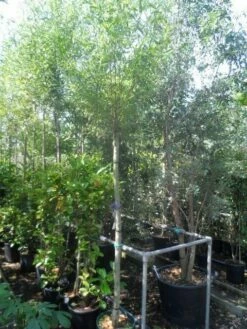 Knotwilg (Salix Alba) -DIRECTPLANT Winkel salix alba 12 14 16ho cont