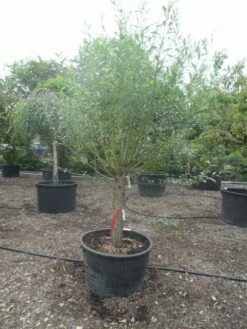 Knotwilg (Salix Alba) -DIRECTPLANT Winkel salix alba halfstam c285 knot
