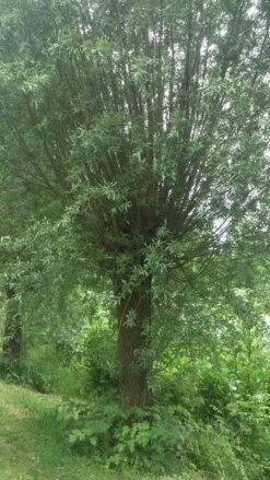 Knotwilg (Salix Alba) -DIRECTPLANT Winkel salix alba knotwilg 2