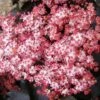 Zwarte Vlier (Sambucus Nigra 'Black Tower') -DIRECTPLANT Winkel sambucus black tower flower