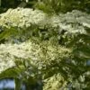 Vlier (Sambucus Nigra) -DIRECTPLANT Winkel sambucus nigra 1