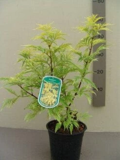 Vlier (Sambucus Racemosa 'Plumosa Aurea') -DIRECTPLANT Winkel sambucus rac. plumosa aurea c2.5