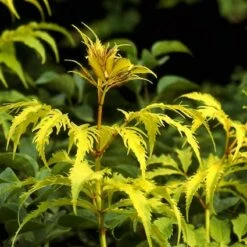 Vlier (Sambucus Racemosa 'Plumosa Aurea') -DIRECTPLANT Winkel sarpaure 15 3