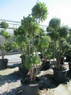 Camelia Als Bonsai (Camellia Sasanqua) 19 Camelia Als Bonsai (Camellia Sasanqua) -DIRECTPLANT Winkel sasanquapompon01