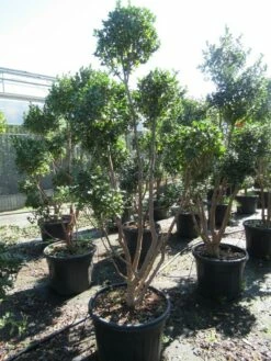 Camelia Als Bonsai (Camellia Sasanqua) 20 Camelia Als Bonsai (Camellia Sasanqua) -DIRECTPLANT Winkel sasanquapompon03