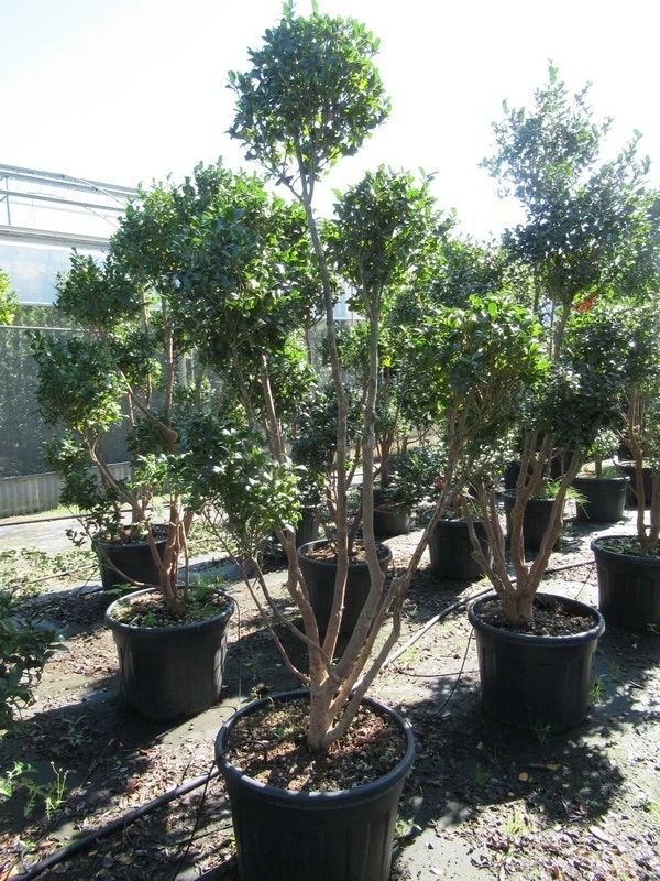 Camelia Als Bonsai (Camellia Sasanqua) 11 Camelia Als Bonsai (Camellia Sasanqua) - Afbeelding 9