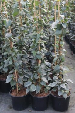 Valse Klimhortensia (Schizophragma Hydrageoides 'Moonlight')