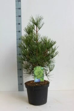 Japanse Parasolden (Sciadopitys Verticilata) -DIRECTPLANT Winkel sciadopitys verticilata 50 60 cm co. 7.5l kopie