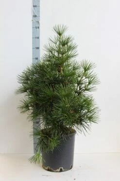 Japanse Parasolden (Sciadopitys Verticilata) -DIRECTPLANT Winkel sciadopitys verticilata 60 80 cm co. 18l. kopie