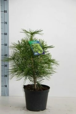 Japanse Parasolden (Sciadopitys Verticilata) -DIRECTPLANT Winkel sciadopitys verticillata 30 40 c5