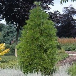Japanse Parasolden (Sciadopitys Verticilata) -DIRECTPLANT Winkel scvertic 7