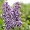 Tweekleurige Sering (Syringa Vulgaris 'Sensation') -DIRECTPLANT Winkel sensation 1