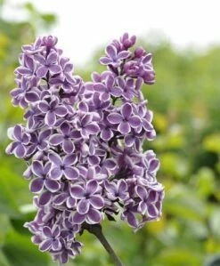 Tweekleurige Sering (Syringa Vulgaris 'Sensation')