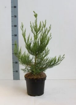 Mammoetboom (Sequoiadendron Giganteum) -DIRECTPLANT Winkel seqouiadendron giganteum 40 50 co. 3l kopie