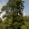 Kustmammoetboom (Sequoia Sempervirens) 2 Kustmammoetboom (Sequoia Sempervirens) -DIRECTPLANT Winkel sequoia sempervirens