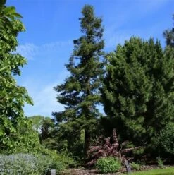 Kustmammoetboom (Sequoia Sempervirens) -DIRECTPLANT Winkel sequoia sempervirens 1