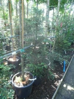 Kustmammoetboom (Sequoia Sempervirens) -DIRECTPLANT Winkel sequoia sempervirens 125 150 c20