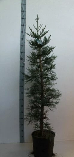 Mammoetboom (Sequoiadendron Giganteum) -DIRECTPLANT Winkel sequoiadendrn gl glaucum125 150 cm co. 18l kopie