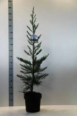 Mammoetboom (Sequoiadendron Giganteum) -DIRECTPLANT Winkel sequoiadendron gig. glaucum 80 100 c7.5