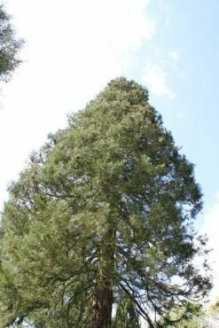 Mammoetboom (Sequoiadendron Giganteum) -DIRECTPLANT Winkel sequoiadendron giganteum 1
