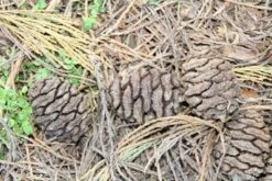 Mammoetboom (Sequoiadendron Giganteum) -DIRECTPLANT Winkel sequoiadendron giganteum 3