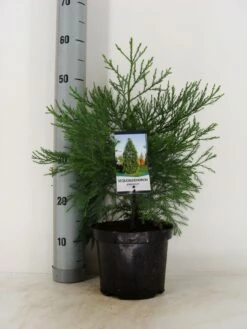 Mammoetboom (Sequoiadendron Giganteum) -DIRECTPLANT Winkel sequoiadendron giganteum c3 m
