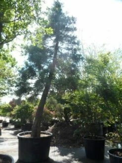 Mammoetboom (Sequoiadendron Giganteum) -DIRECTPLANT Winkel sequoiadendron giganteum oude stam c1000