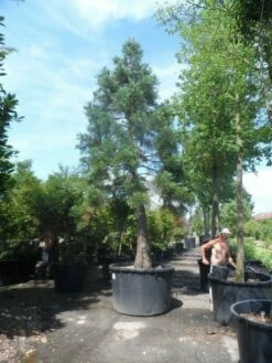 Mammoetboom (Sequoiadendron Giganteum) -DIRECTPLANT Winkel sequoiadendron giganteum oude stam c1000 2