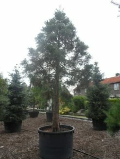 Mammoetboom (Sequoiadendron Giganteum) -DIRECTPLANT Winkel sequoiadendron giganteum oude stam c1000 3