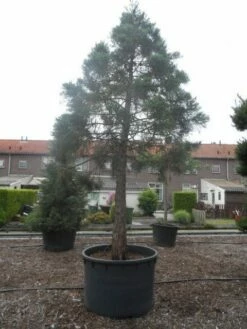 Mammoetboom (Sequoiadendron Giganteum) -DIRECTPLANT Winkel sequoiadendron giganteum oude stam c1000 4