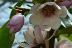 Specerijstruik (Sinocalycanthus Chinensis) -DIRECTPLANT Winkel sinocalycanthus 2