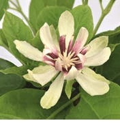Sinocalycanthus 'Venus' 3 Sinocalycanthus 'Venus'
