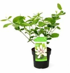 Sinocalycanthus 'Venus' 5 Sinocalycanthus 'Venus' -DIRECTPLANT Winkel sinocalycanthus venus 1