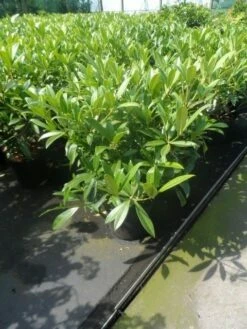 Skimmia (Skimmia Confusa 'Kew Green') -DIRECTPLANT Winkel skimmia confusa kew green 40 50 60 c7 10