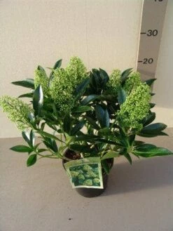 Skimmia (Skimmia Confusa 'Kew Green') -DIRECTPLANT Winkel skimmia confusa kew green p17 2