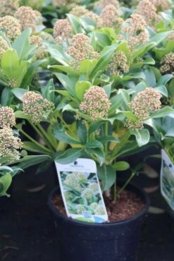 Skimmia (Skimmia Japonica 'Fragrant Cloud') -DIRECTPLANT Winkel skimmia japonica fragant cloud 1 1