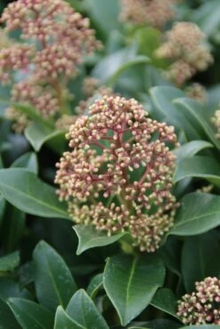 Skimmia (Skimmia Japonica 'Fragrant Cloud') -DIRECTPLANT Winkel skimmia japonica fragant cloud 2