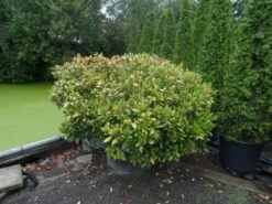 Skimmia (Skimmia Japonica 'Rubella') -DIRECTPLANT Winkel skimmia japonica rubella doorsnede 180 200 aanlegkwaliteit