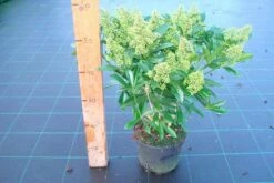 Skimmia (Skimmia Confusa 'Kew Green') -DIRECTPLANT Winkel skimmia kew green c3