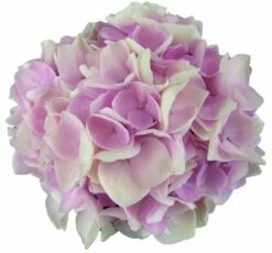 Hortensia Soft Pink Salsa (Hydrangea 'Music Collection') -DIRECTPLANT Winkel soft pink salsa 1