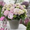 Hortensia Soft Pink Salsa (Hydrangea 'Music Collection') 1 Hortensia Soft Pink Salsa (Hydrangea 'Music Collection') -DIRECTPLANT Winkel soft pink salsa 2