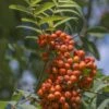 Gewone Lijsterbes (Sorbus Aucuparia) -DIRECTPLANT Winkel sorbus aucuparia