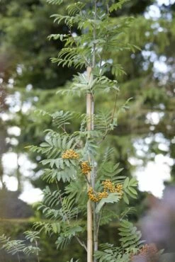Gewone Lijsterbes (Sorbus Aucuparia) -DIRECTPLANT Winkel sorbus aucuparia02