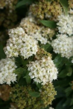 Spierstruik (Spiraea Japonica 'Albiflora') -DIRECTPLANT Winkel spiraea japonica albiflora 2